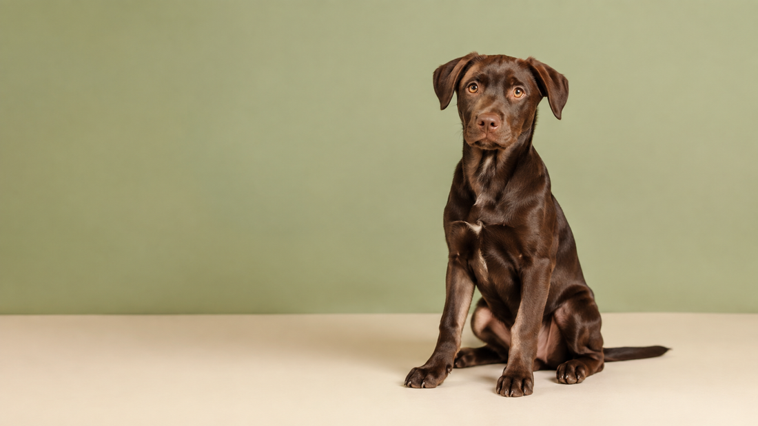 Healthy chocolate mixed-breed puppy seated against a sage studio background