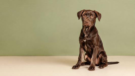 Healthy chocolate mixed-breed puppy seated against a sage studio background