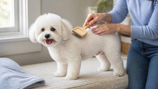 Owner gently brushing a white Bichon Frise on a padded bench in a bright American home