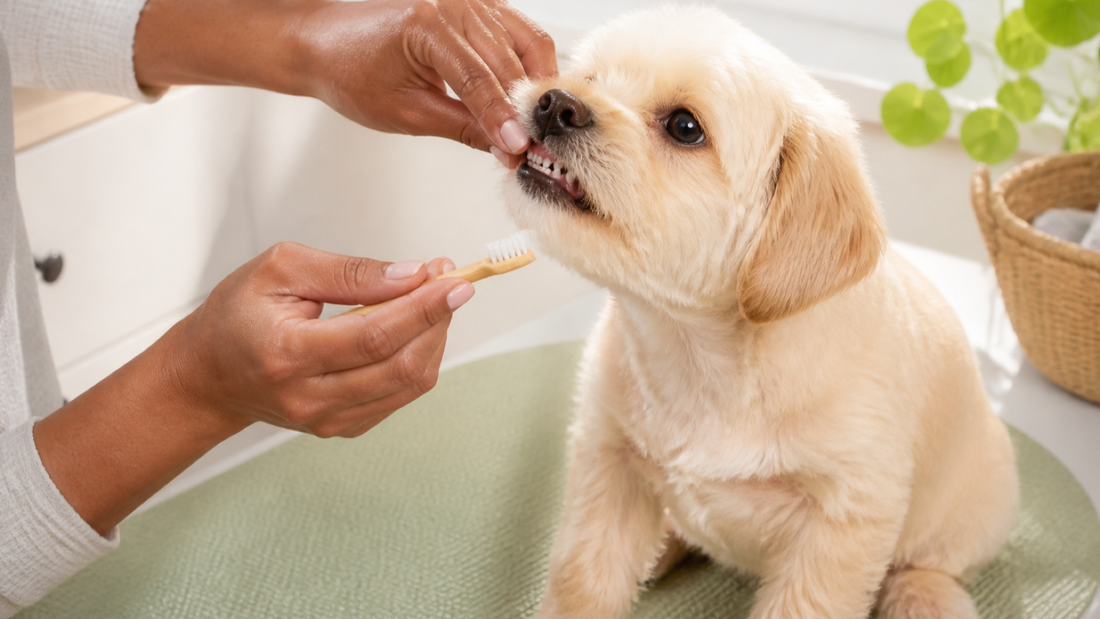 Owner gently introducing a soft dog toothbrush to a calm puppy