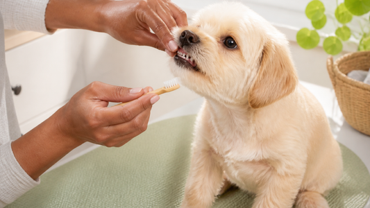 Owner gently introducing a soft dog toothbrush to a calm puppy