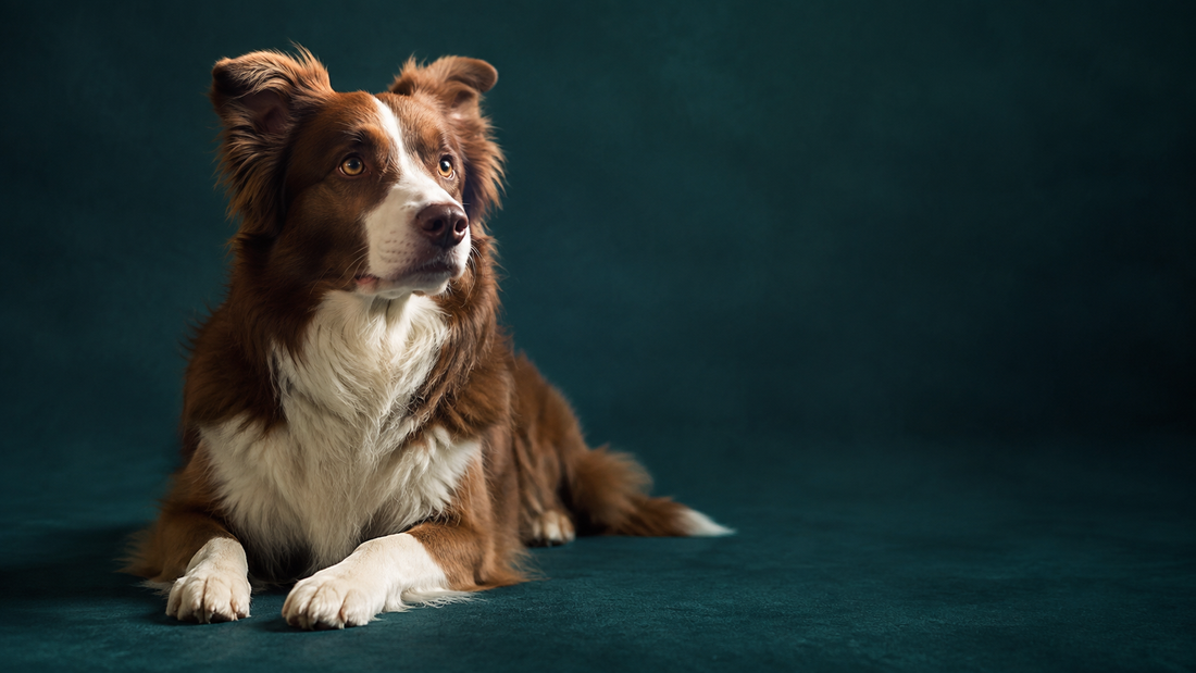 Chestnut-and-white border collie resting alertly on a deep teal studio floor