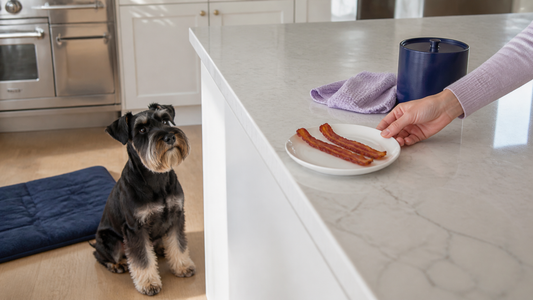 Miniature Schnauzer below a counter as a plate of bacon is moved away