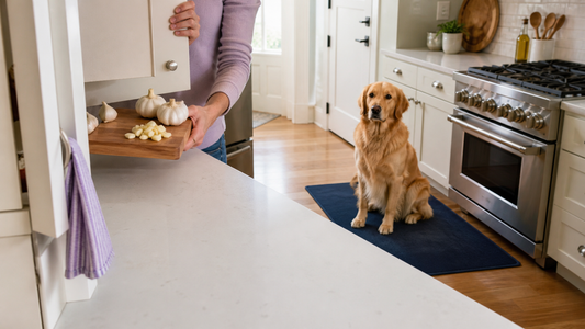 Golden Retriever waiting on a navy mat while an owner stores garlic safely out of reach in an American kitchen