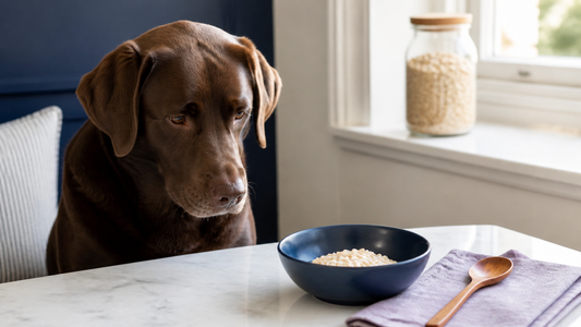 Chocolate Labrador beside a navy bowl of plain cooked oatmeal
