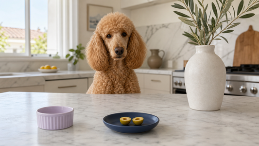 Apricot Standard Poodle behind a navy saucer with one pitted olive in halves