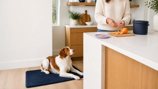 Brittany spaniel waiting while an owner prepares one tiny peeled and seedless orange segment