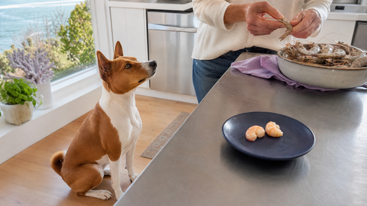 Basenji waiting while plain cooked shrimp are separated from raw shells