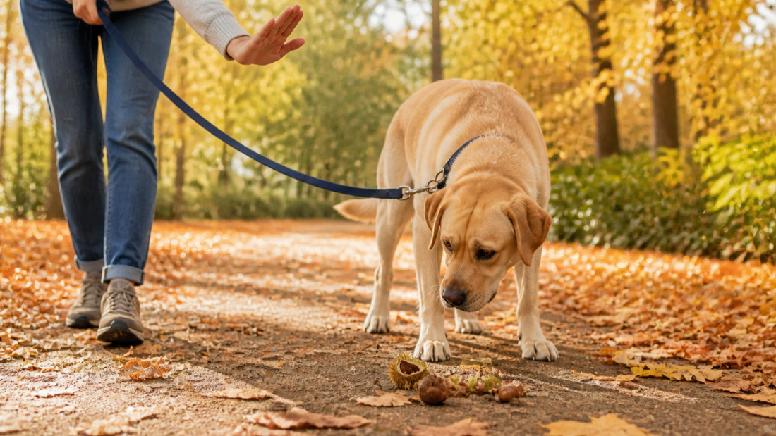 Leashed Labrador being guided away from fallen acorns and a horse-chestnut husk on an autumn trail