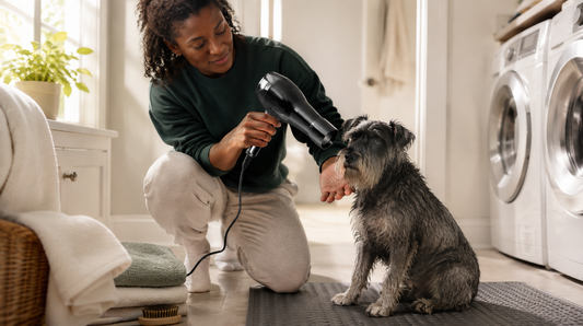 Owner using a cool pet dryer at a safe distance from a wet miniature schnauzer on a nonslip mat