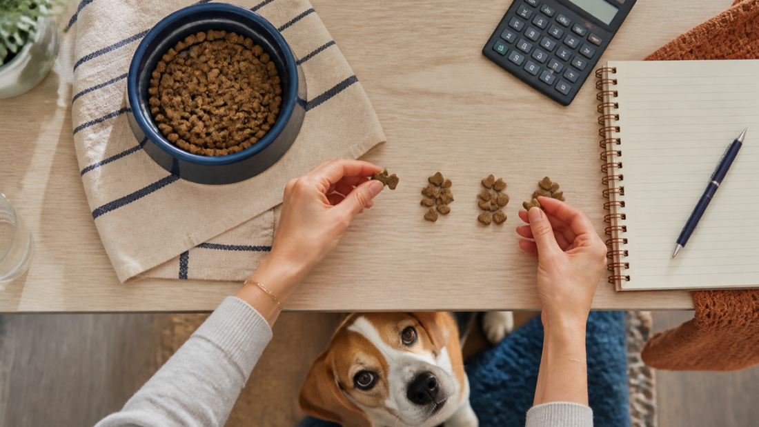 Owner calculating a dog's daily treat calorie budget beside measured food and rewards