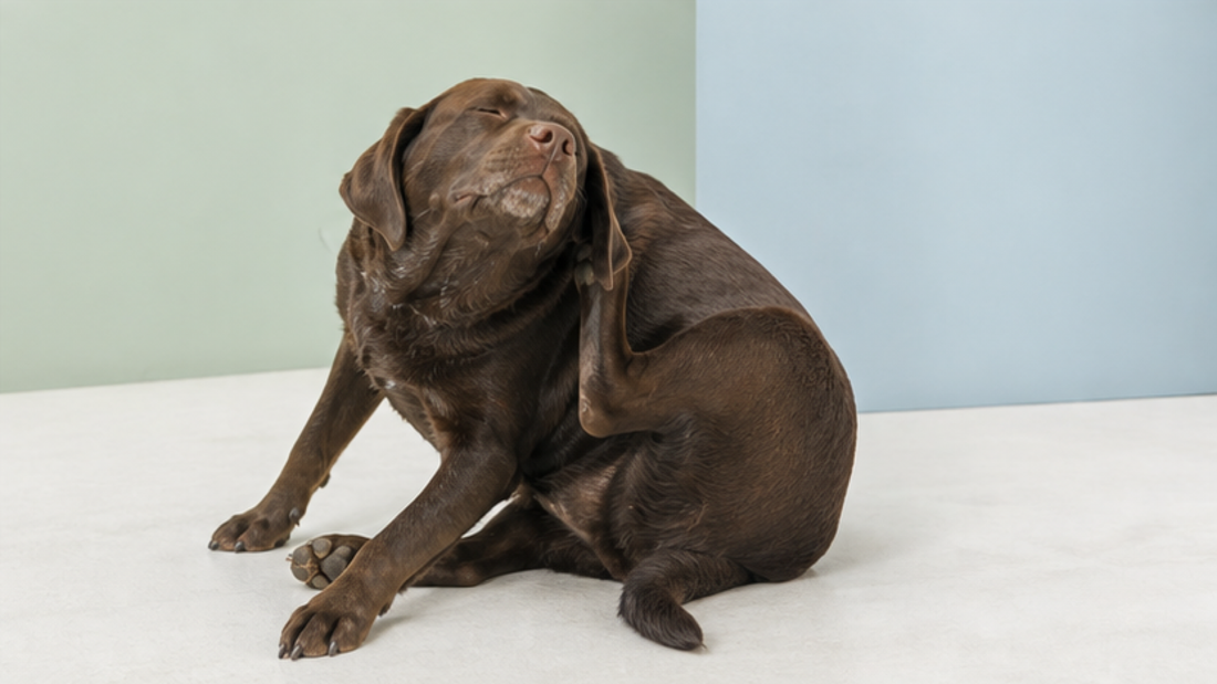 Chocolate Labrador scratching its side against a pale blue and sage backdrop