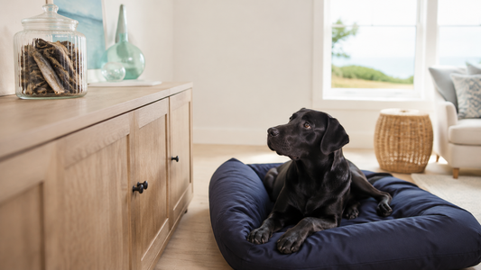 Black Labrador waiting while fish-skin chews remain safely stored for supervised use