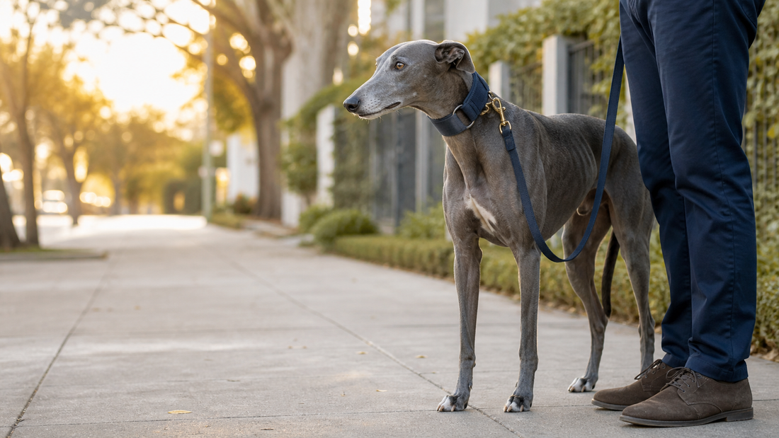Blue-gray Greyhound standing calmly on leash beside its owner on a neighborhood sidewalk