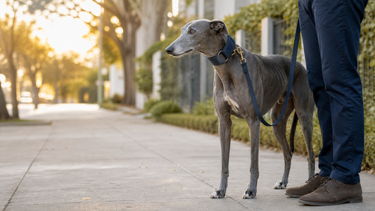 Blue-gray Greyhound standing calmly on leash beside its owner on a neighborhood sidewalk