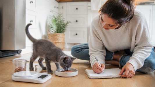 Gray kitten eating a measured kitten meal beside a growth notebook
