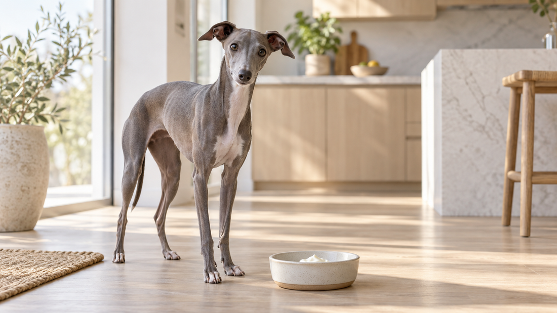 Italian Greyhound beside a small measured serving of plain kefir in a bright kitchen