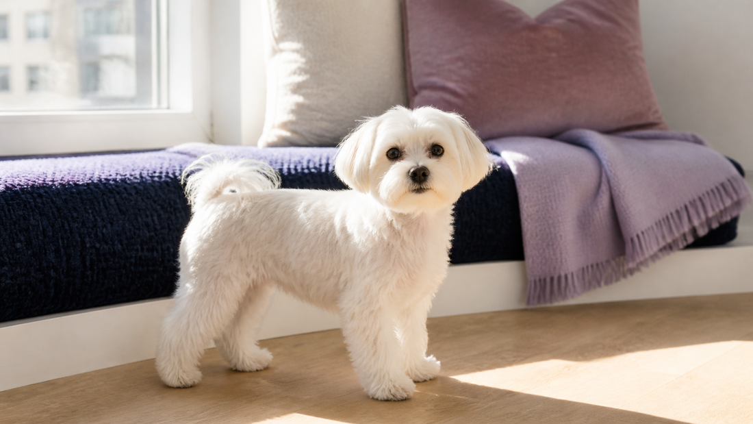 White Maltese with a practical puppy trim in a sunny apartment