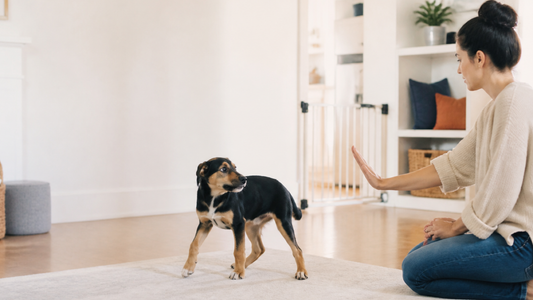 Owner calmly creating distance from a tense mixed-breed puppy in a gated living room