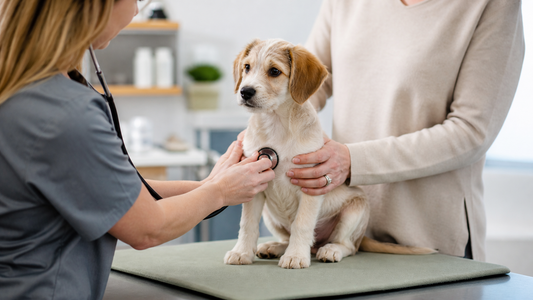 Veterinarian listening to a puppy's heart during a clinical examination