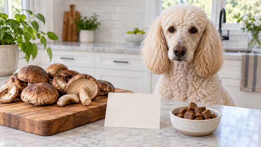 Adult cream poodle beside grocery-store Shiitake mushrooms plain dog supplement chews and a blank ingredient card