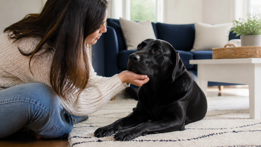 Owner gently checking beneath a calm Labrador's jaw at home