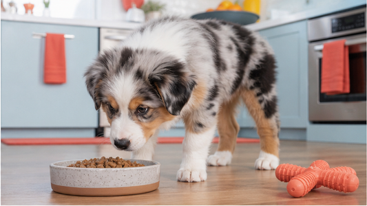 Australian shepherd puppy hesitating over a bowl of puppy food beside a flexible chew toy