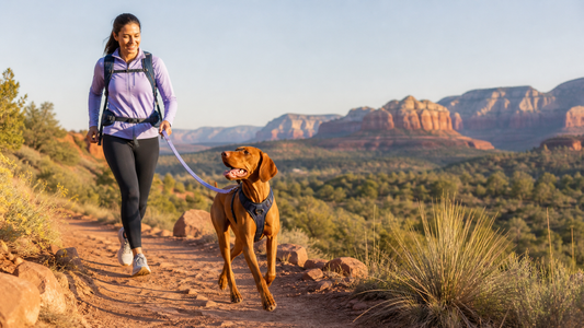 Golden-rust Vizsla hiking in a navy harness with an adult on an American Southwest trail