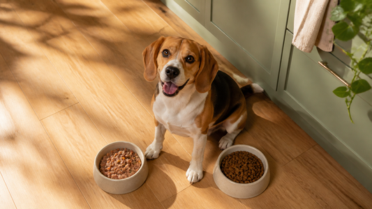Dog choosing between bowls of wet and dry dog food