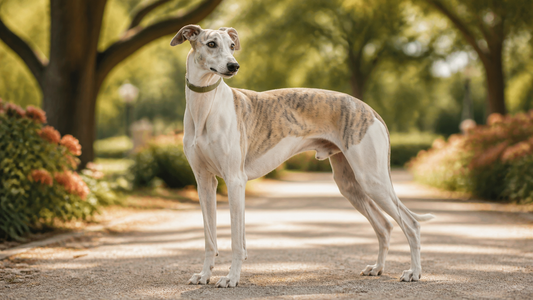 Adult Whippet standing calmly in a warm American home
