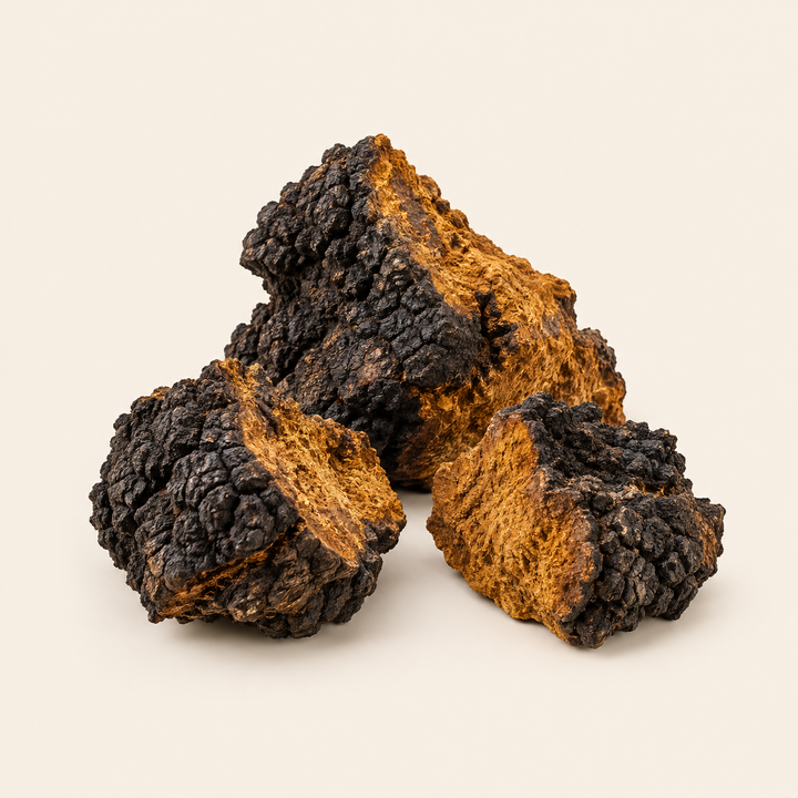 Chaga