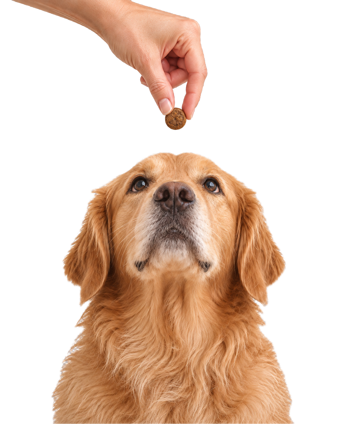 Golden retriever looking up at a soft chew held in a hand