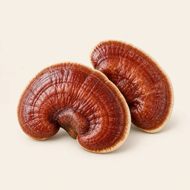 Närbild på reishi