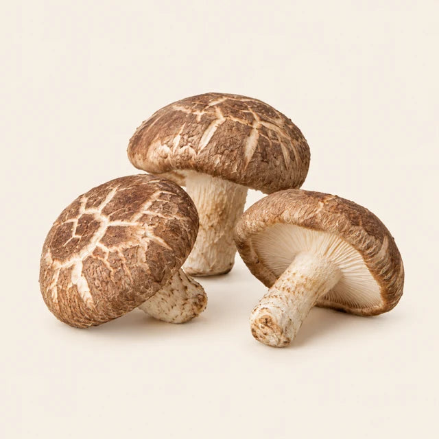 Närbild på shiitake