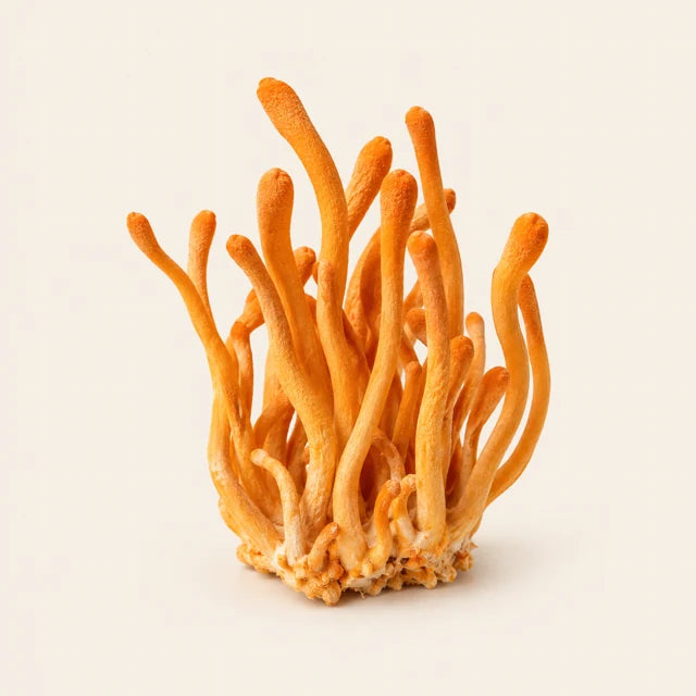 Närbild på cordyceps
