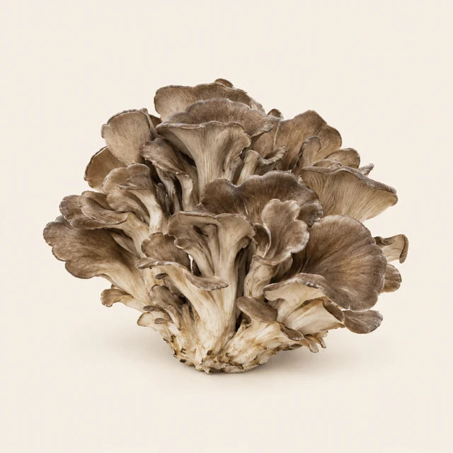 Närbild på maitake