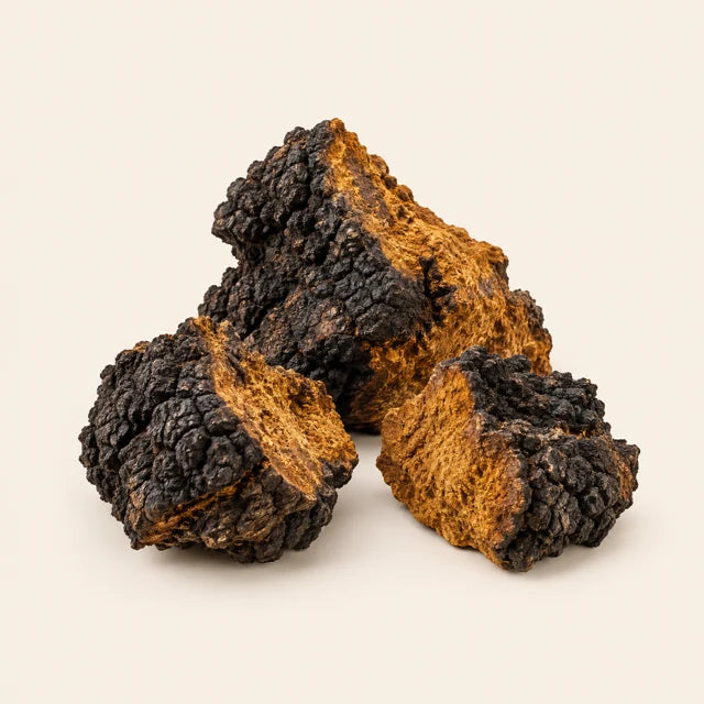 Närbild på chaga
